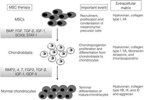 Summary Of The Key Stages Of Chondrogenic Differentiation From Mscs