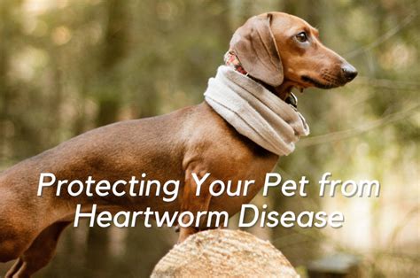 Protecting Your Pet From Heartworm Disease Homey Gnome Veterinary