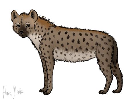 Hyena Png Transparent Image Download Size 622x456px