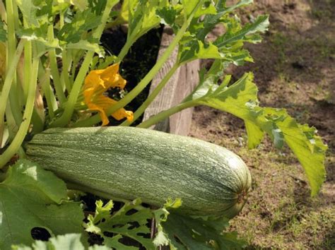 Follow These Guidelines When Growing Marrows For A Bumper Harvest Horticulture Magazine