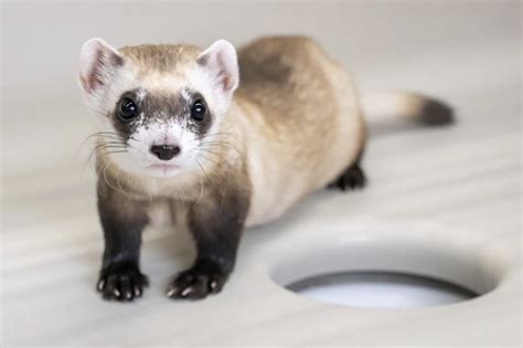 Cloning of two additional black-footed ferrets raises optimism for the ...