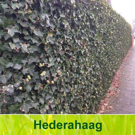 Hedera Hibernica Kopen Hoogste Kwaliteit Groeigarantie