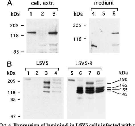 Functional Re Expression Of Laminin 5 In Laminin γ2 Deficient Human