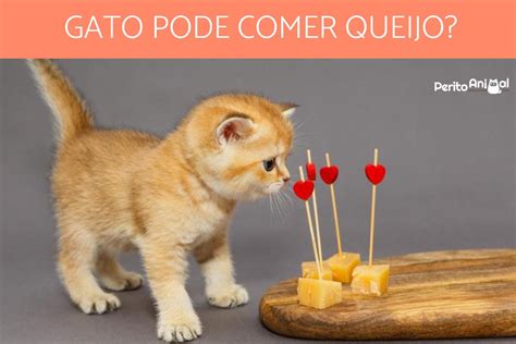 Gato Pode Comer Queijo Riscos E Quantidades Permitidas