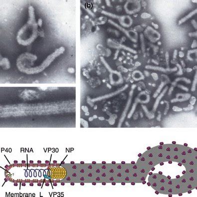 Ultrastructure and structure of filovirus virons. Particles of various ...