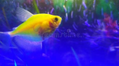 Yellow aquarium fish stock photo. Image of fish, yellow - 165238986