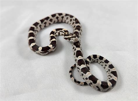 Buf Corn Snake Traits Morphpedia