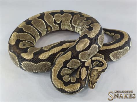 Vanilla Het Desert Ghost Ball Python by Xclusive Snakes - MorphMarket