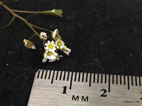 Whitlow grass - Draba verna L. - Plant & Pest Diagnostics