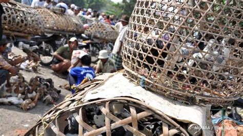 Kasus flu burung Indonesia terbanyak di dunia