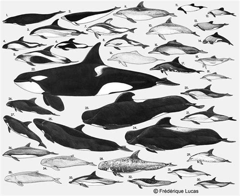 One of my favourites, a poster showing all species of the oceanic ...