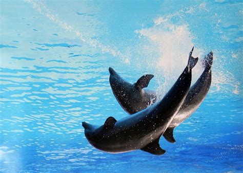 Dolphin Poster