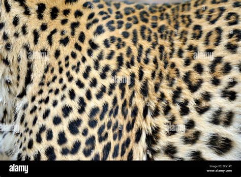 Spots On A Leopards Skin Stock Photo Alamy
