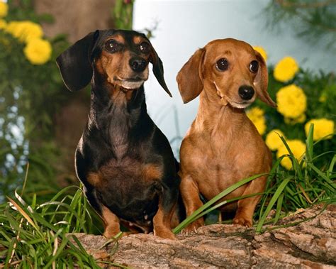 Animals pictures: Dogs