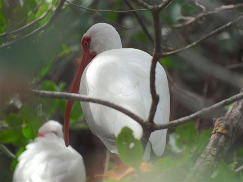 Digital Pilgrim - Pilgrimages: Sanibel Island - National Wildlife Refuge