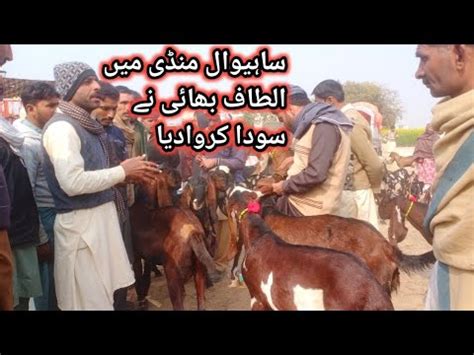 Sahiwal Bakra Mandi Me Qurbani Walye Bakaron Ki Update Naveed Khan