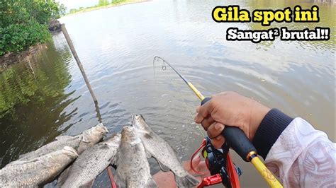 Mancing Kakap Putih Sak Bantal Bantal Umpan Turun Langsung Disambar