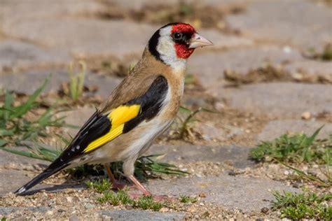 Vogels Zangvogels Wildernisfotonl