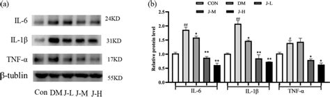 A Representative Western Blot Images Showing Levels Of Il 6 Il 1b