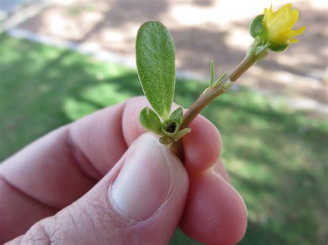 Nmsu Plant Clinic Common Purslane A Troublesome Summer Annual Weed