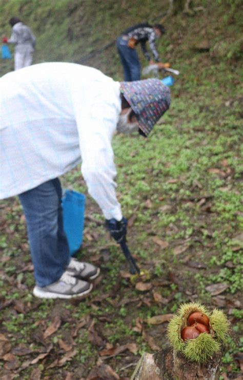 “秋の味覚”やってきた かつらぎで栗拾い ／和歌山 毎日新聞