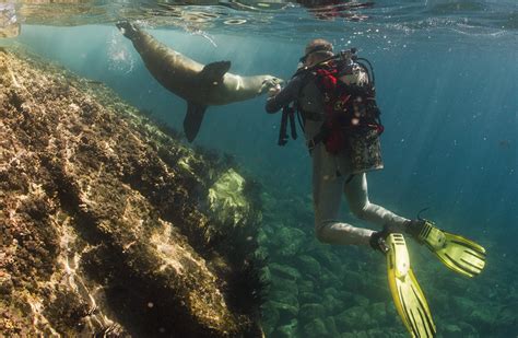 Scuba Diving Galapagos The Ultimate Guide Rainforest Cruises