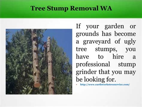 PPT - The Role of Stump Removal in Preventing Tree Diseases PowerPoint ...