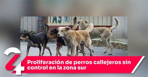 Proliferación De Perros Callejeros Sin Control En La Zona Sur Noticias24siete