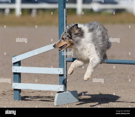 Shetland Sheepdog jumps over an agility hurdle Stock Photo - Alamy