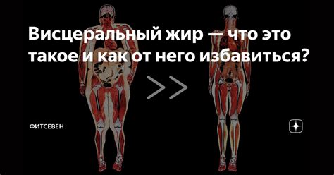 Висцеральный жир — что это такое и как от него избавиться? | Фитсевен ...