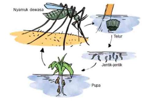 Gambar Metamorfosis Nyamuk