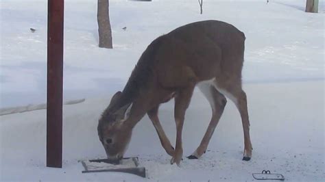 Wounded White Tailed Deer In My Yard In The Daylight Youtube