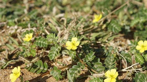 Usos Y Beneficios Del Tribulus Terrestris Okira