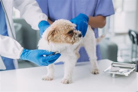 Veterinário Examinando Cachorro E Gato Cachorrinho E Gatinho No Médico