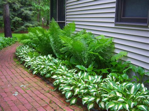 Fern Gardens Shade Garden Plants Irish Garden Hosta Gardens