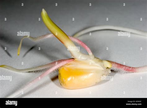 Corn Seed Germinating Stock Photo Alamy