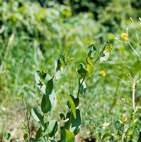 Bupleurum Rotundifolium L Rundbl Ttriges Hasenohr Hare S Flickr