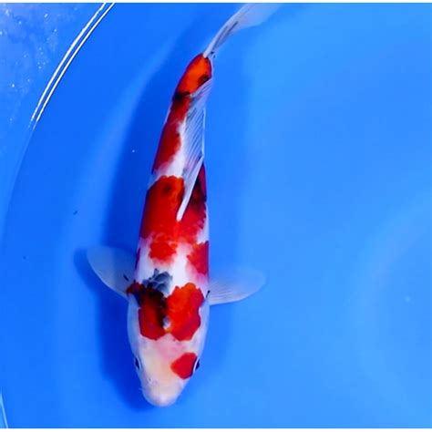 Jual Ikan Koi Import Tosai Showa Isa Koi Farm 32cm Jakarta Selatan