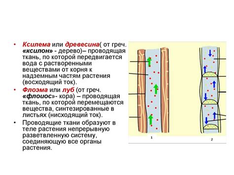 Проводящие ткани. Проводящие пучки - презентация онлайн