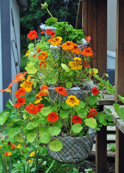 Climbing Nasturtium Pictures Do Nasturtiums Climb