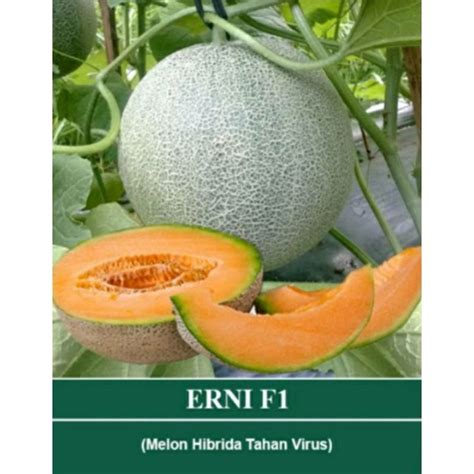 Jual Benih Melon Orange Hibrida F Erni Kemasan Gr Shopee Indonesia