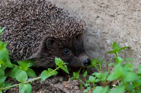 Indian Long-Eared Hedgehog (Everything You Need to Know)