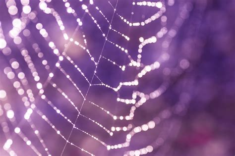 Spider Web Cobwebs Free Photo On Pixabay Pixabay