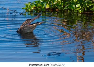 25 Alligator Swallowing Bird Images, Stock Photos & Vectors | Shutterstock