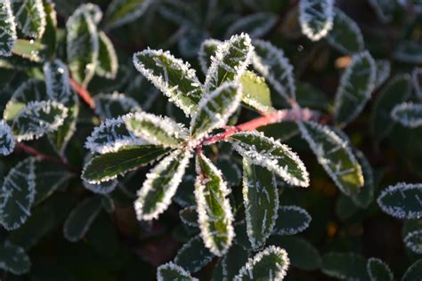 Frost Crystals on Leaves - Green Thumb Advice