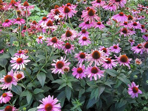 Purpursonnenhut Staude Echinacea Purpurea Pflanze Purpur Sonnenhut