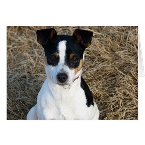 Rat Terrier Zazzle Rat Terriers Terrier Rat Terrier Dogs