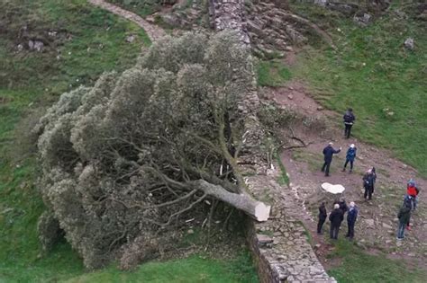 Man Arrested In Connection With Sycamore Gap Tree Felling To Face No