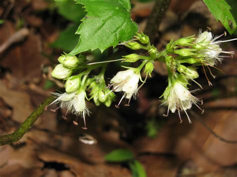 Waterleaf Hairy Mammoth Cave Area Flora