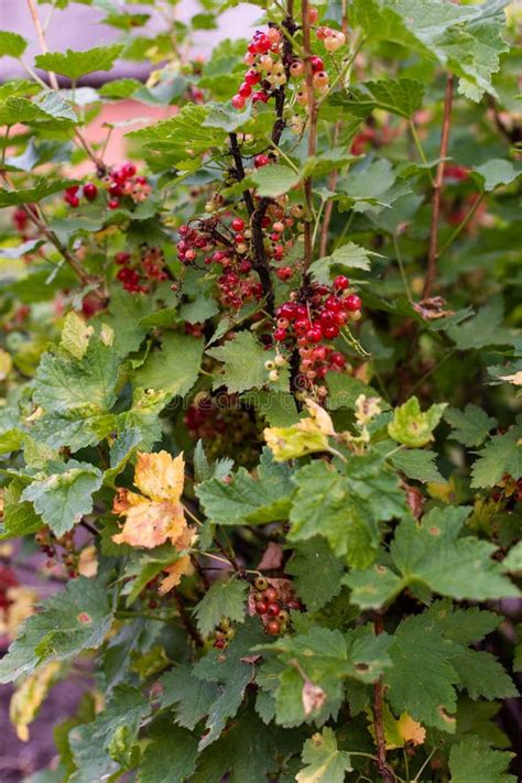 Red currant bush stock photo. Image of leaves, healthy - 151437524